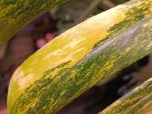 Monstera Borsigiana Aurea Tricolor karpiniai - nuotraukos Nr. 9