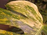 Monstera Borsigiana Aurea Tricolor karpiniai - nuotraukos Nr. 10