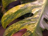 Monstera Borsigiana Aurea Tricolor karpiniai - nuotraukos Nr. 11