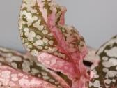 Begonia Snow Capped variegated - nuotraukos Nr. 2