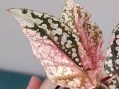 Begonia Snow Capped variegated - nuotraukos Nr. 3