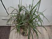 Dracena