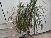 Dracena - nuotraukos Nr. 2