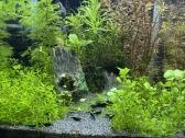 Aquael shrimp set 20 - nuotraukos Nr. 2