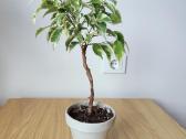 Ficus Benjamina Variegata Bonsai
