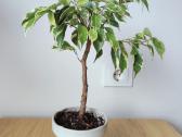 Ficus Benjamina Variegata Bonsai - nuotraukos Nr. 2