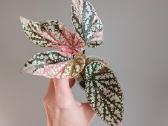 Begonia Snow Capped variegated - nuotraukos Nr. 5