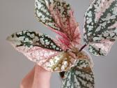 Begonia Snow Capped variegated - nuotraukos Nr. 6