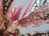 Begonia Snow Capped variegated - nuotraukos Nr. 7