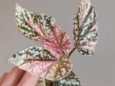 Begonia Snow Capped variegated - nuotraukos Nr. 8