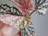 Begonia Snow Capped variegated - nuotraukos Nr. 9