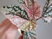 Begonia Snow Capped variegated - nuotraukos Nr. 10
