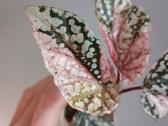 Begonia Snow Capped variegated - nuotraukos Nr. 11