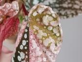 Begonia Snow Capped variegated - nuotraukos Nr. 12