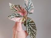 Begonia Snow Capped variegated - nuotraukos Nr. 14