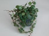 Peperomia Prostrata String of Turtles - nuotraukos Nr. 2