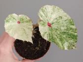Begonia Rouge variegated