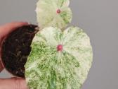 Begonia Rouge variegated - nuotraukos Nr. 2