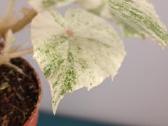 Begonia Rouge variegated - nuotraukos Nr. 3