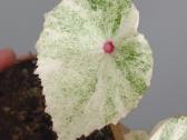 Begonia Rouge variegated - nuotraukos Nr. 4
