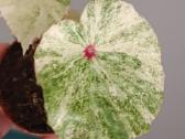 Begonia Rouge variegated - nuotraukos Nr. 5