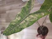 Alocasia Reticulata - nuotraukos Nr. 3