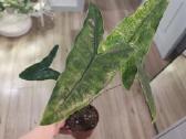 Alocasia Reticulata - nuotraukos Nr. 2
