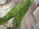 Alocasia Reticulata