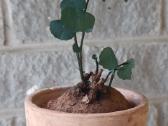 Stephania Cepharantha
