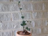 Stephania Cepharantha - nuotraukos Nr. 3
