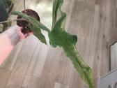 Alocasia Sabrina Narrow