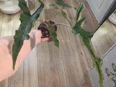 Alocasia Sabrina Narrow - nuotraukos Nr. 2