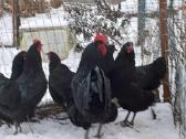 Antis indijos begikes 1,5men.9vnt.australorpu visc - nuotraukos Nr. 2