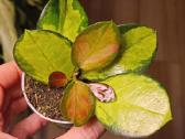 Hoya Australis Tricolor - nuotraukos Nr. 2