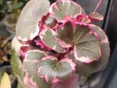 Saxifraga Stolonifera Tricolor