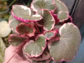 Saxifraga Stolonifera Tricolor - nuotraukos Nr. 2