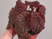 Begonia Baik x Dracopelta