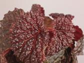 Begonia Baik x Dracopelta - nuotraukos Nr. 2