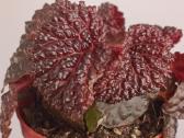 Begonia Baik x Dracopelta - nuotraukos Nr. 3