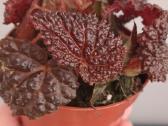 Begonia Baik x Dracopelta - nuotraukos Nr. 4