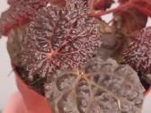 Begonia Baik x Dracopelta - nuotraukos Nr. 5