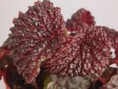 Begonia Baik x Dracopelta - nuotraukos Nr. 6