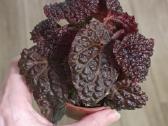 Begonia Baik x Dracopelta - nuotraukos Nr. 7