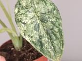 Alocasia Dragon Scale Mint variegated