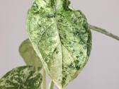 Alocasia Dragon Scale Mint variegated - nuotraukos Nr. 2