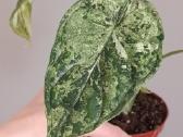Alocasia Dragon Scale Mint variegated - nuotraukos Nr. 3