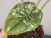 Alocasia Dragon Scale Mint variegated - nuotraukos Nr. 4