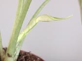 Alocasia Dragon Scale Mint variegated - nuotraukos Nr. 5