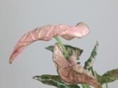 Syngonium Pink Rolli - nuotraukos Nr. 2