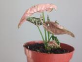 Syngonium Pink Rolli - nuotraukos Nr. 3